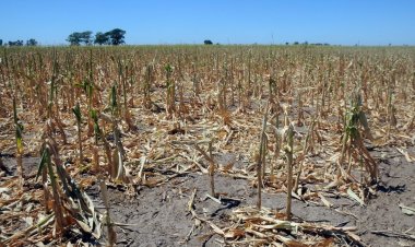 La sequía afecta a 140 millones de hectáreas de cultivos en Argentina