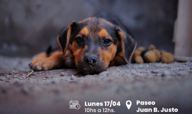 Operativo de vacunación de mascotas en Rivadavia