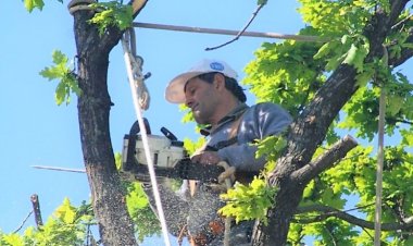 Comenzó el periodo habilitado para la poda de arbolado de alineación