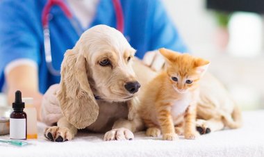 Rivadavia vacuna tu mascota