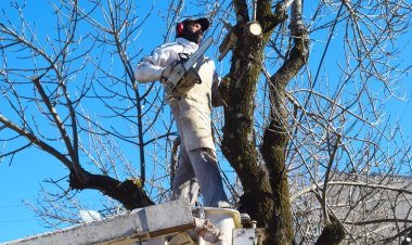 Chimbas esta realizando el servicio de poda