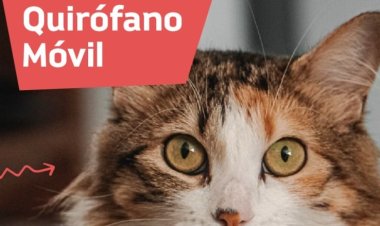 Llega el quirófano de esterilización de mascotas a Pocito y Chimbas