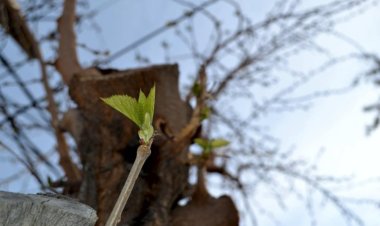 Miércoles con temperatura en ascenso y las máximas superarían los 24 grados