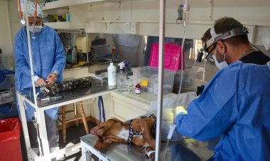 San Juan se suma a la castración masiva de animales en América Latina