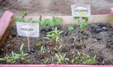 Traé tu botella PET y llévate una huerta urbana