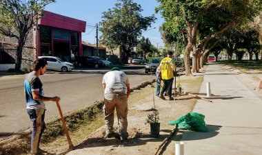 Capital suma especies arbóreas y un nuevo plan de gestión de residuos