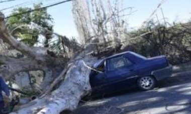 Cae un árbol sobre tres autos en Capital