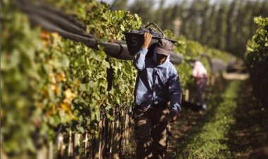 San Juan, pionera en la diversificación vitivinícola en el país