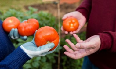 Tomate sanjuanino: el más elegido en Paraguay