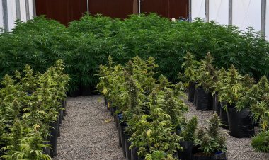 Comienza el expendio de Cannabis Medicinal en San Juan