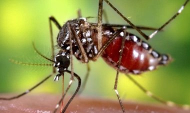 Los síntomas del dengue que requieren atención inmediata