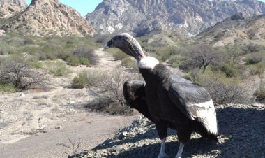 Ambiente liberará un cóndor en el mirador de Huaco