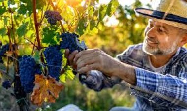 Mesa Vitícola de San Juan apoya  las reformas laborales y fiscales