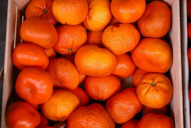 Precios actualizados de la Feria y Mercado de Abasto de la Ciudad