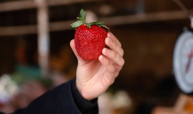 Conoce los precios de los productos saludables que ofrece la Feria y Mercado de Abasto