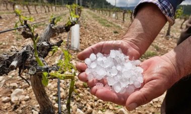 Productores deben actualizar su inscripción en el RUPA