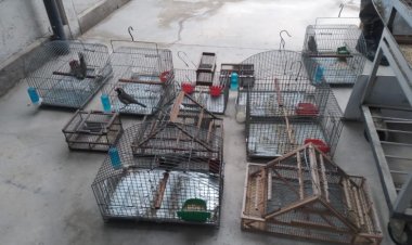 En Caucete recuperan 21 aves en un allanamiento contra el tráfico ilegal
