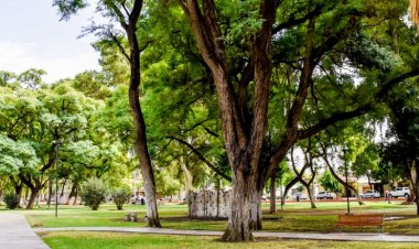 Día del Árbol: plantarán 109 especies en el Parque Belgrano