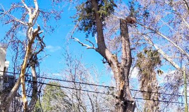 La Ciudad realiza extracción de árboles secos de gran porte en calle Hipólito Yrigoyen
