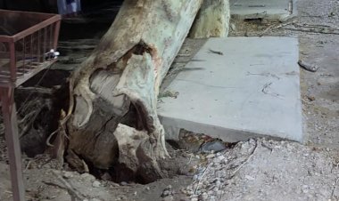 Rivadavia por el zonda levantó más de 20 árbol caídos