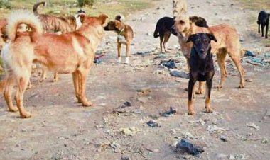 Una jauría de perros atacó a una mujer en Chimbas