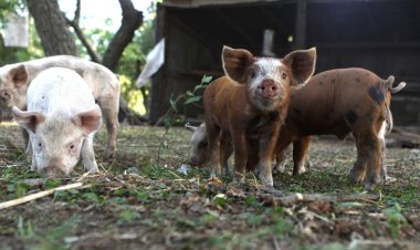 Alarma en Córdoba por brote de triquinosis: hay 41 casos