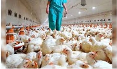 Estados Unidos confirma primer caso humano grave de gripe aviar