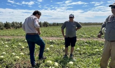 Producción realizó un relevamiento sobre los daños por Peronóspera y granizo