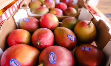 Feria y Mercado de Abasto: comprá a productores locales