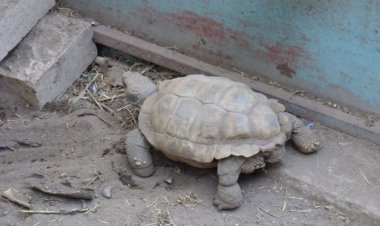 Ambiente recuperó tortugas terrestres