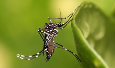 Confirman el primer caso de DENGUE importado en San Juan