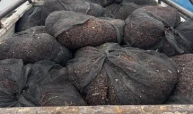 Los detienen por robar 500 kg de pasas en Caucete