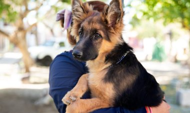 Vacunación antirrábica y desparacitación en Plaza Italia