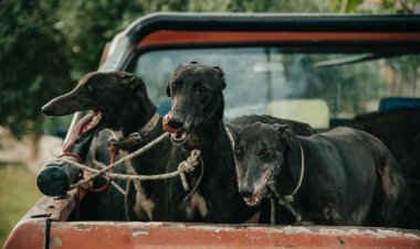 Día del Animal: San Juan refuerza su lucha contra el maltrato animal