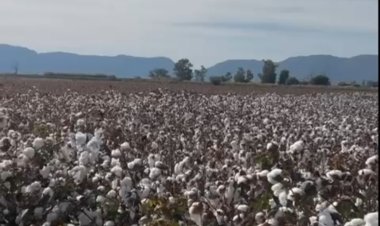 Jáchal tiene la primer cosecha a gran escala de algodón