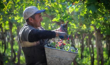 En 2025 se triplicaron los créditos de cosecha promovidos por el Gobierno