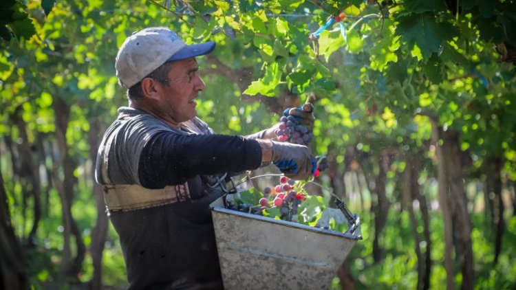 En 2025 se triplicaron los créditos de cosecha promovidos por el Gobierno