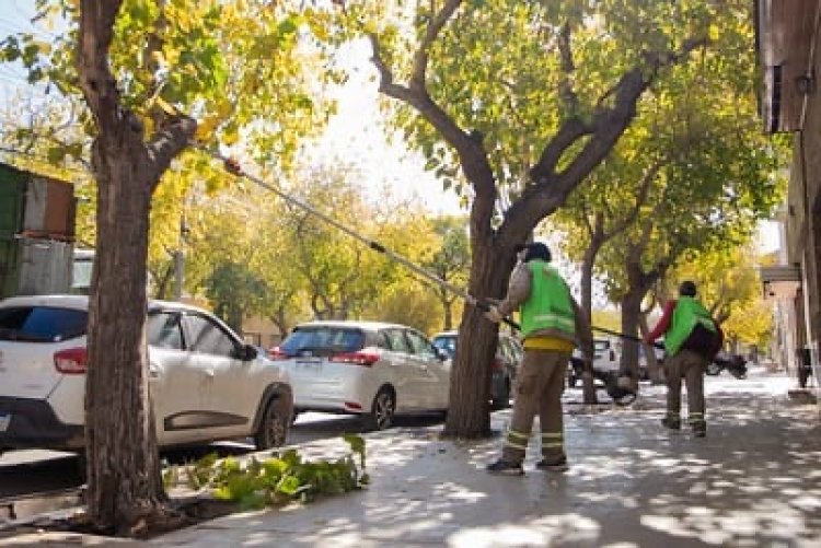 Continúa el Plan de Poda para mejorar la iluminación, seguridad y salud del arbolado de la Ciudad