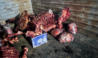 Secuestran carne de caballo en Chimbas para ser comercializada