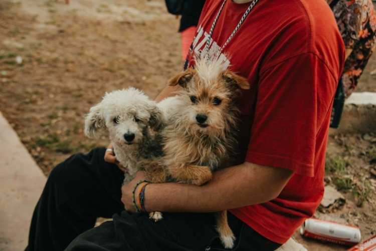 El quirófano móvil de esterilización estará en Santa Lucía, Albardón y Chimbas