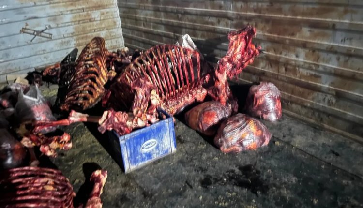 Secuestran carne de caballo en Chimbas para ser comercializada