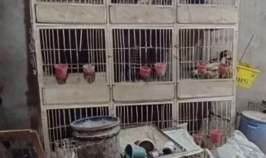 Secuestraron gallos de riña en un operativo en 25 de Mayo