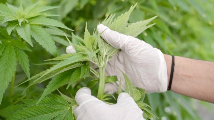 CanMe se convierte en la primera empresa argentina con certificación orgánica para cannabis medicina