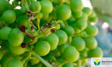 San Juan combatirá la polilla de la vid