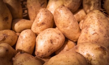 Feria y Mercado de Abasto: buenos precios y la mejor calidad en un solo lugar