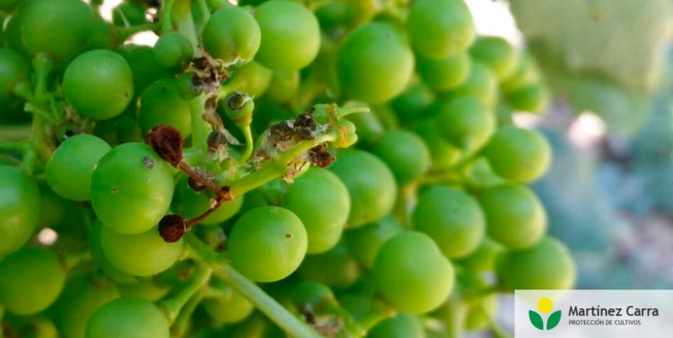 San Juan combatirá la polilla de la vid