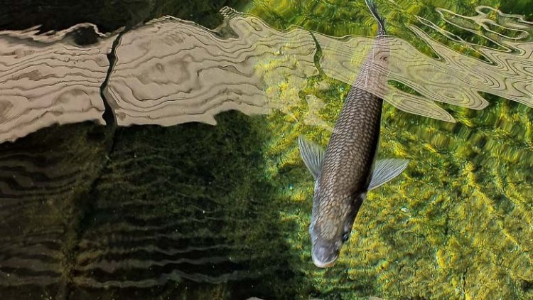 Comenzó la temporada de reproducción de pejerrey en el Parque de la Biodiversidad