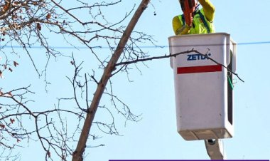 Avanza el Plan de Poda en la Ciudad con Cronograma Semanal