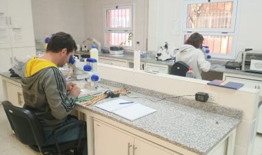 Controlan más de 600 hectáreas de cultivos semilleros en el Valle de Tulum