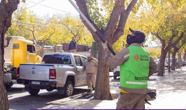 Operativo de despeje de luminarias y corte de ramas en Capital
